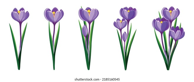 Set of beautiful purpur crocus in cartoon style. Vector illustration of spring and summer flowers in large and small sizes with closed and open buds on white background.