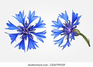 Set with beautiful realistic blue cornflowers on white background. Top and side view. Vector illustration