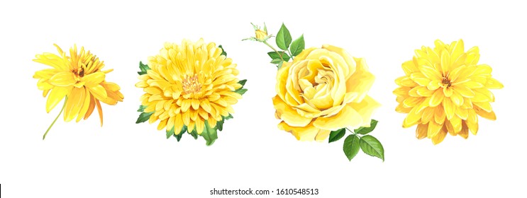 Set of beautiful realistic yellow flowers. Rose, Aster, of Rudbeckia Laciniata isolated on a white background. Template for floral design