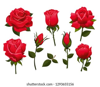 Set of beautiful red roses isolated on white background.Colorful vector roses for invitations, greeting cards, posters etc.