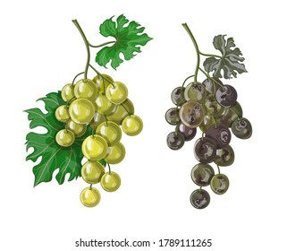 Set. Beautiful ripe grapes and next to them rotten brown grapes. Drawing isolated on a white background. Stock vector illustration.