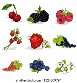 Set of beautiful ripe summer berries. Vector illustration. Berries and fruits, summer.  Strawberry, raspberry, blackberry, blueberry, currant and strawberries . 