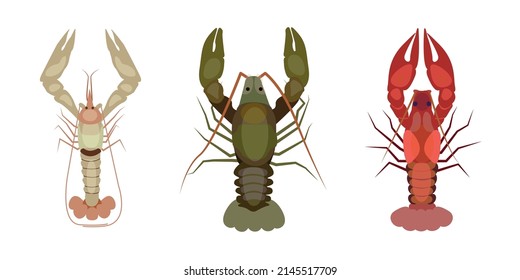 Set of beautiful river crayfish on white background. Vector illustration of white, green and red crayfish in cartoon style.