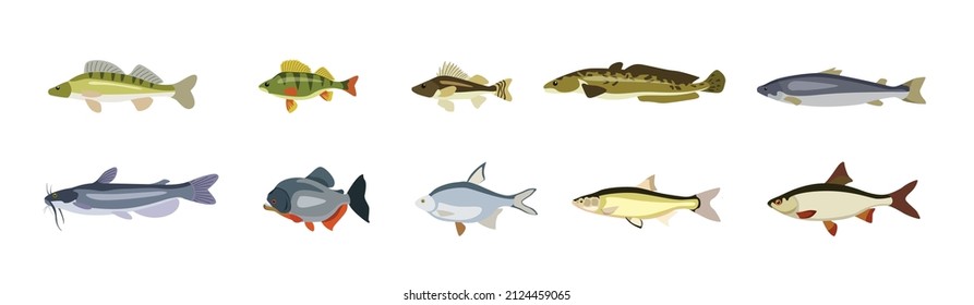 Set of beautiful river fish on white background. Vector walleye, perch, ruff, trout, catfish, piranha, roach and bream in cartoon style.