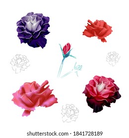 conjunto de hermosas flores de rosa en diferentes tonos y formas