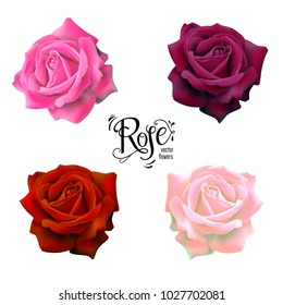 Conjunto de hermosas rosas, elementos florales para el diseño.