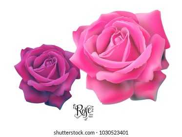 Conjunto de hermosas rosas, elementos florales para el diseño.