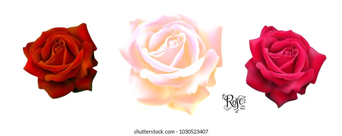 Set of a beautiful roses, floral elements for design.
