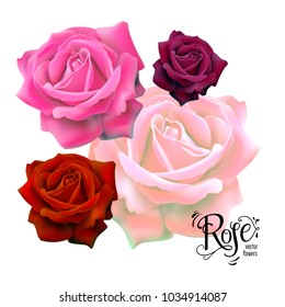 Conjunto de hermosas rosas, elementos florales para el diseño.