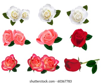 Set of a beautiful roses on a white background. Vector.