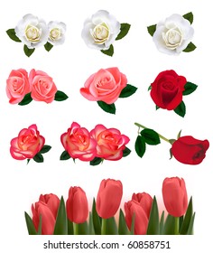 Conjunto de unas hermosas rosas sobre un fondo blanco. Vector.