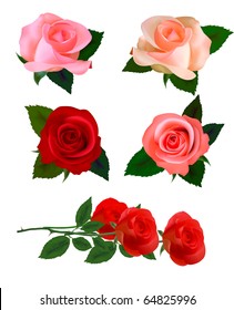 Set with a beautiful roses. Photo-realistic vector.