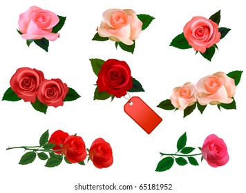 Set with a beautiful roses. Photo-realistic vector.