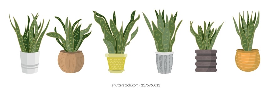 Set of beautiful sansevieria plants on white background