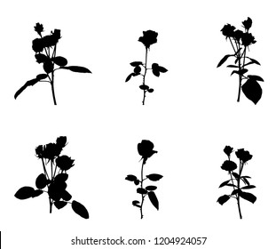 Set of Beautiful Silane White and Black Roses. Isolated on White Background. Vector Illustration. EPS10