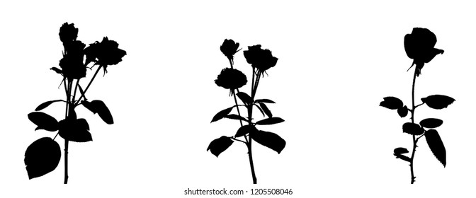 Set of Beautiful Silane White and Black Roses. Isolated on White Background. Vector Illustration. EPS10