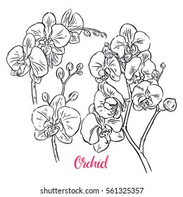 Set of beautiful sketch orchids. hand-drawn illustration