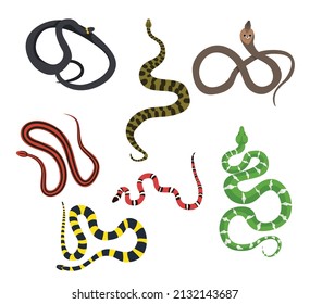 Set of beautiful snake on white background. Vector ssnake, anaconda, king cobra, dog-headed boa, milk snake, ribbon krife, thai red snake in cartoon style.