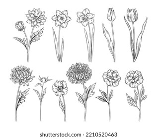 Set of beautiful spring flowers. Simple organic sketches with blooming garden plants. Tulips, chrysanthemums, peonies, roses and daffodils. Cartoon flat vector collection isolated on white background