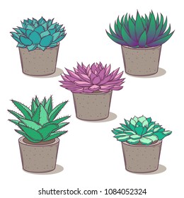 Set with a beautiful succulents. Cartoon vector isolated on white.