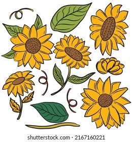 Set of beautiful sun flowers element. vector illustration