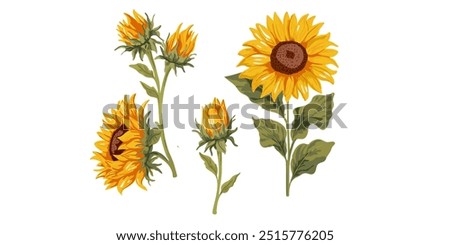 Set of beautiful sunflowers of different shapes on a white background
