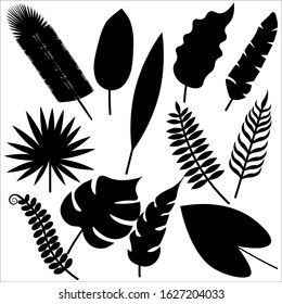 Set of beautiful trendy tropical leaves in black isolated on white background. Stock vector illustration for decoration and design, packaging, fabrics, postcards, posters, banners, textiles, web pages