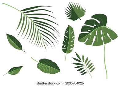 Set of beautiful tropical leafs