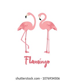 Set of beautiful two tropical pink Flamingo birds on white background