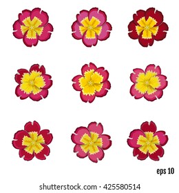 Set of beautiful vector flowers primrose. 9 elements for your design. Spring and summer red flowers