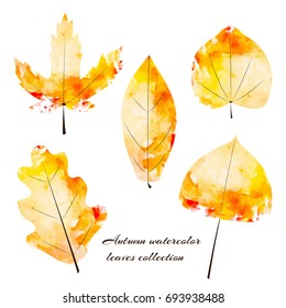 Set of beautiful watercolor autumn leaves. Vector hand drawn illustration.