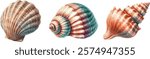 Set of beautiful watercolor detailed sea shells isolated on white background