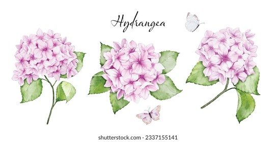 Conjunto de hermosas acuarelas florales con flores de horangea rosa, ramas de hojas y mariposas, pintura acuarela. Vector aislado sobre fondo blanco.