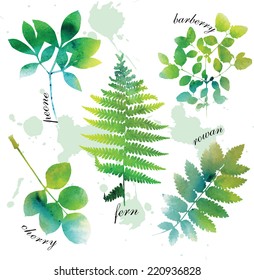 Set of beautiful watercolor green leaves on white background.