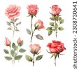 watercolor rose