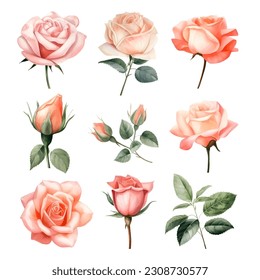 Set of beautiful watercolor roses