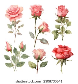 Set of beautiful watercolor roses