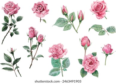 Set of beautiful watercolor roses