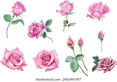 Set of beautiful watercolor roses