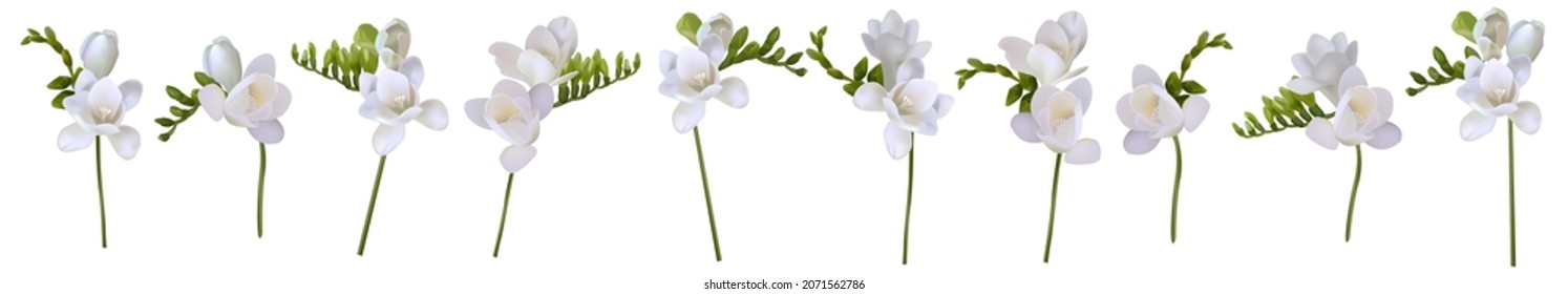 Set of beautiful white freesia flower. Lots of flowers. Printing for textiles. Spring white flowers. Summer delicate flowers