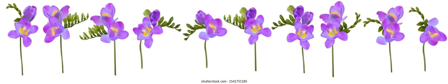 Set of beautiful white freesia flower. Lots of flowers. Printing for textiles. Spring white flowers. Summer delicate flowers