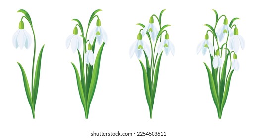 Set of beautiful white snowdrops in cartoon style. Vector illustration of spring and summer flowers in large and small sizes with closed and open buds and green leaves isolated on white background.