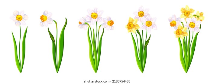 Set of beautiful white and yellow narcissus in cartoon style. Vector illustration of spring and summer flowers large and small sizes with closed and open buds on white background.