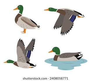 Conjunto de hermosos pájaros de pato salvajes al estilo de las caricaturas. Ilustración vectorial de patos silvestres en diferentes poses: volando, de pie, nadando en el río aislado en un fondo blanco.