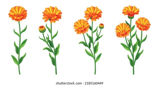 Set of beautiful yellow calendula in cartoon style. Vector illustration of spring and summer flowers large and small sizes with closed and open buds on white background.