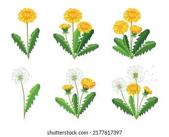 Set of beautiful yellow dandelions in cartoon style. Vector illustration of spring and summer flowers large and small sizes with closed and open buds on white background.