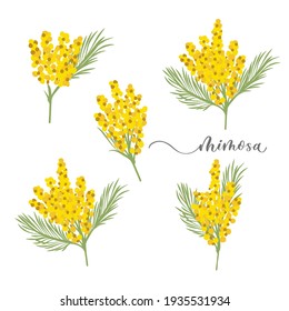 Set of beautiful yellow mimosa flowers or inflorescences and leaves. Bundle of parts of gorgeous spring flowering plant.