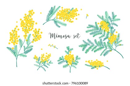 Set of beautiful yellow mimosa flowers or inflorescences and leaves isolated on white background. Bundle of parts of gorgeous spring flowering plant. Elegant floral decorations. Vector illustration.