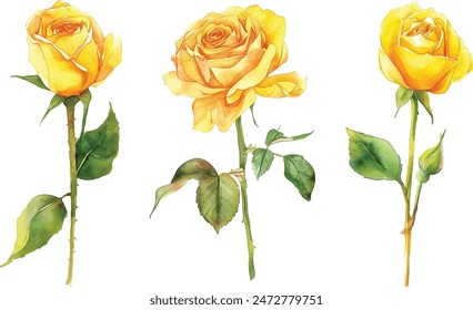 Conjunto de hermosas flores de rosas amarillas acuarela aislado sobre fondo blanco. Ilustración vectorial