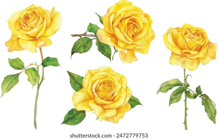 Set of beautiful yellow rose flowers watercolor isolated on white background. Vector illustration